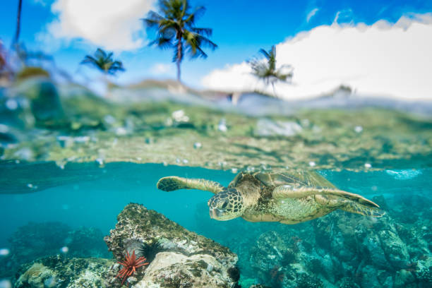 Dive into Oahu's Turtle Sanctuary Snorkeling Tours