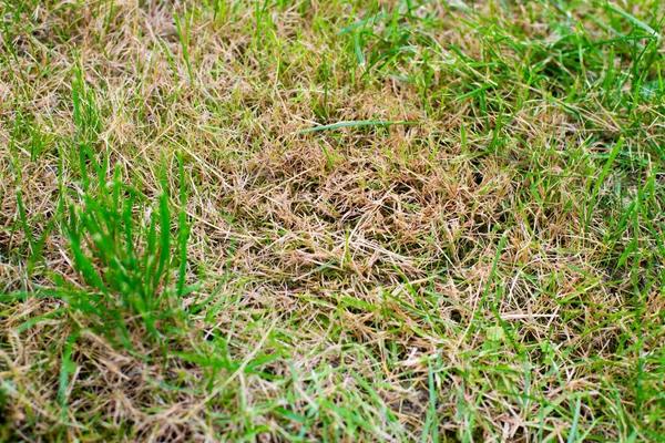 Keep Your Lawn Perfect with Buford Lawn Care